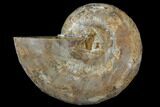 Sliced, Agatized Ammonite Fossil (half) - Jurassic #110751-1